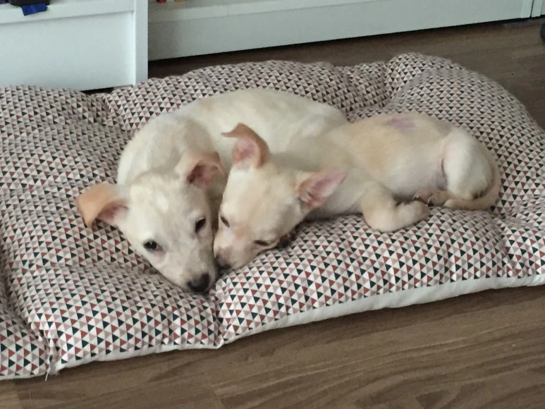 P20180811_081338361_86AFB100-8953-4D9C-9313-5744C56B5031.JPG?type=w773