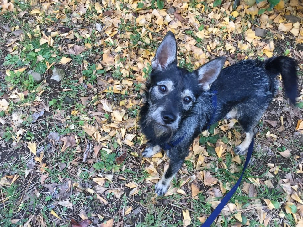 P20181215_103153950_73DE75DE-9B90-421C-AD9B-CB3EB5E4447A.JPG?type=w966