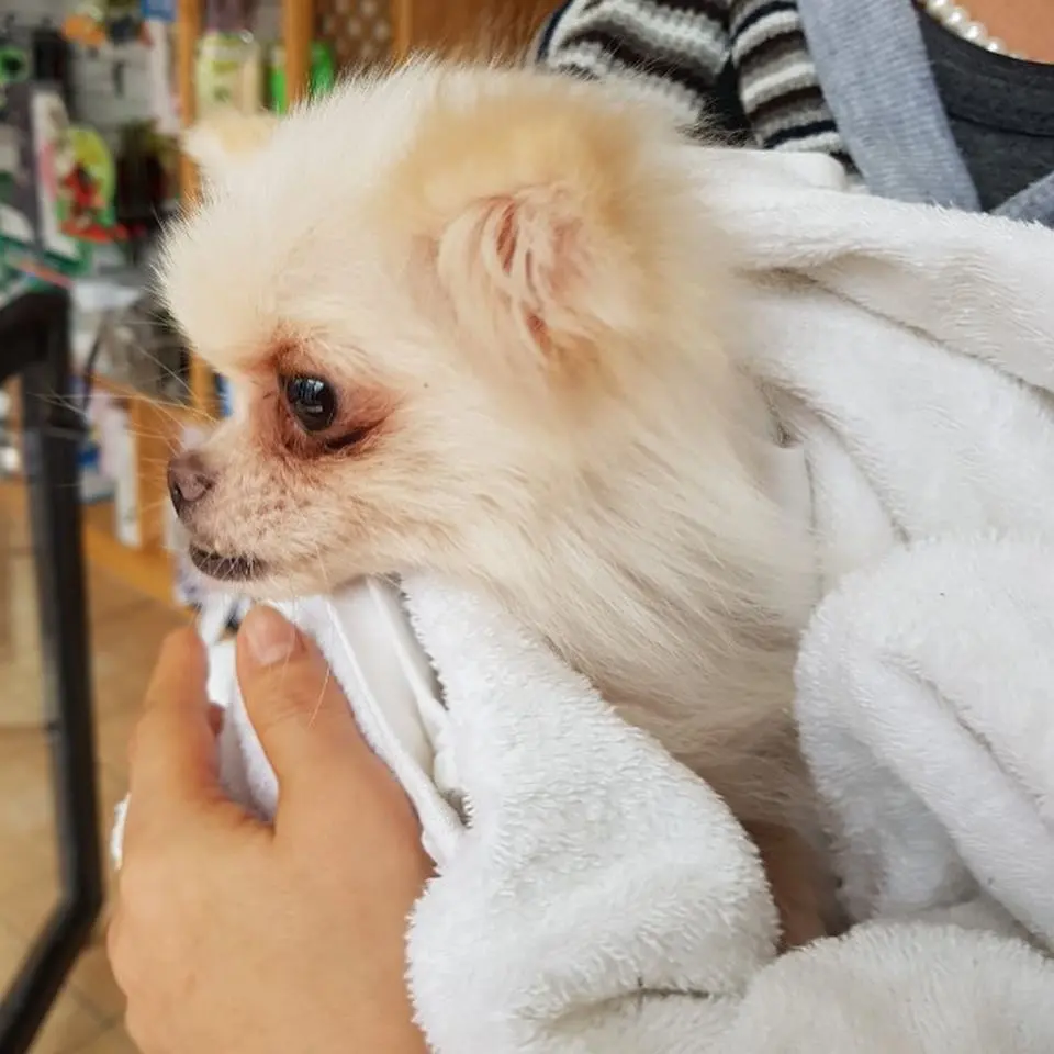 43878485_1843991459048768_4202993543473528832_n.jpg?type=w966