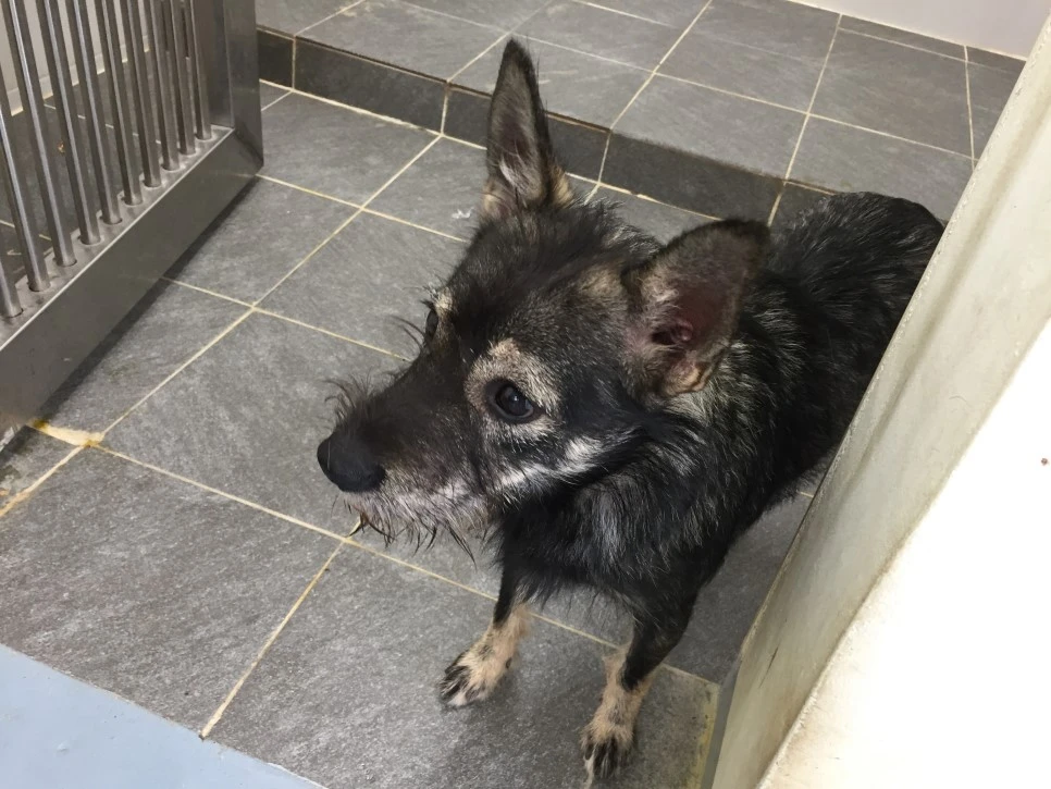 P20181011_142821671_4E9E2280-6424-4574-908F-D18AEAA151E3.JPG?type=w966