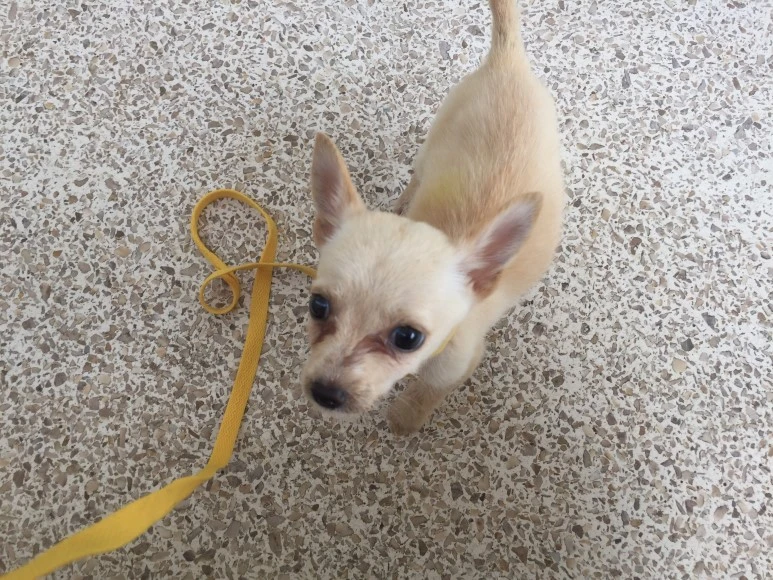 P20180721_100411842_236F0ACD-4796-4DBE-8097-426B3A4C188C.JPG?type=w773