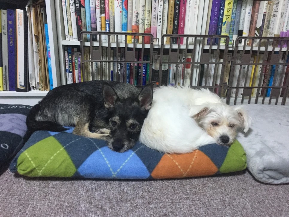 P20190106_155849714_02076790-C5A0-4309-BA0A-F83C9A33E8EA.JPG?type=w966