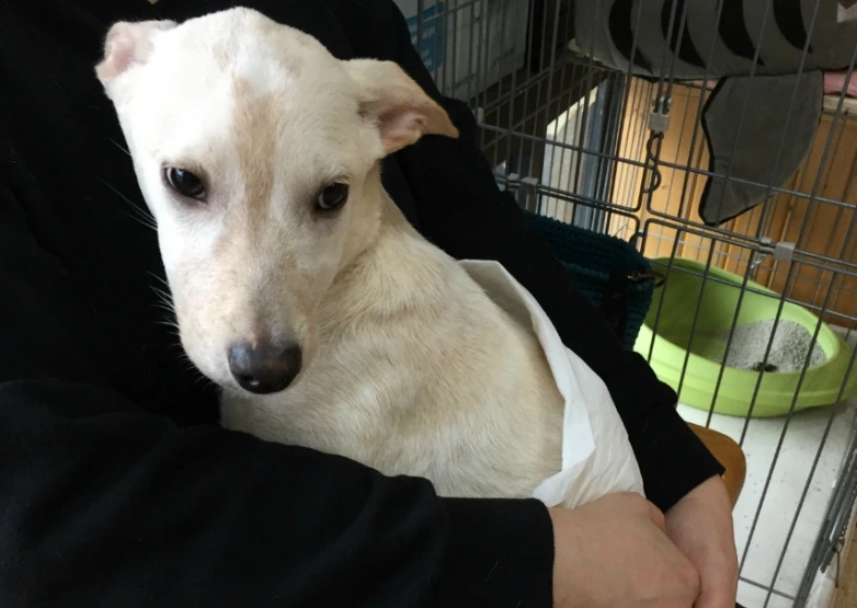 99113E3D5BCF0095191C53