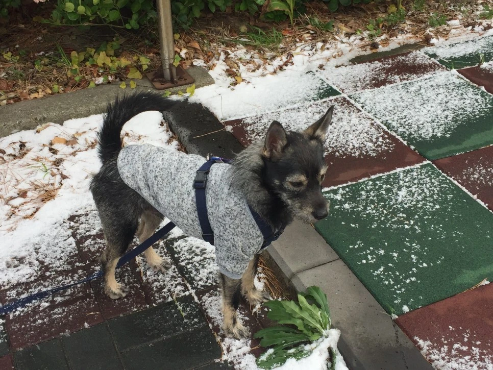 P20181228_100258374_70E95920-6D94-47F4-869D-EABBB3FDFED2.JPG?type=w966