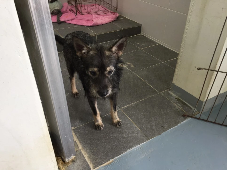 P20181011_131320486_132519E8-A697-4E07-A59B-7C5556E7E385.JPG?type=w966