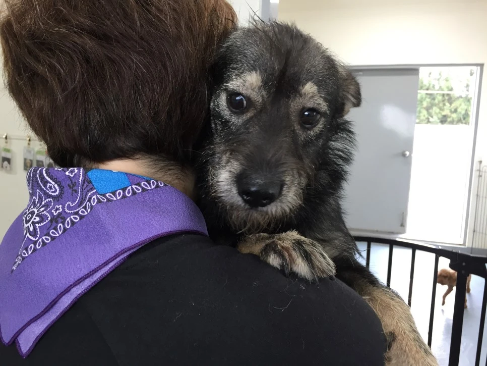 P20181013_114856752_5E6540A9-1566-4598-945A-AD555E797CD4.JPG?type=w966