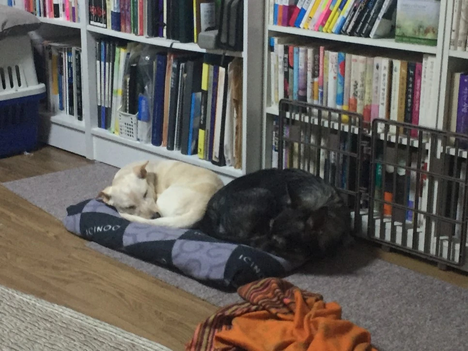 P20181216_112722988_ADBDE99A-D611-407F-B05D-9B9526A82336.JPG?type=w966