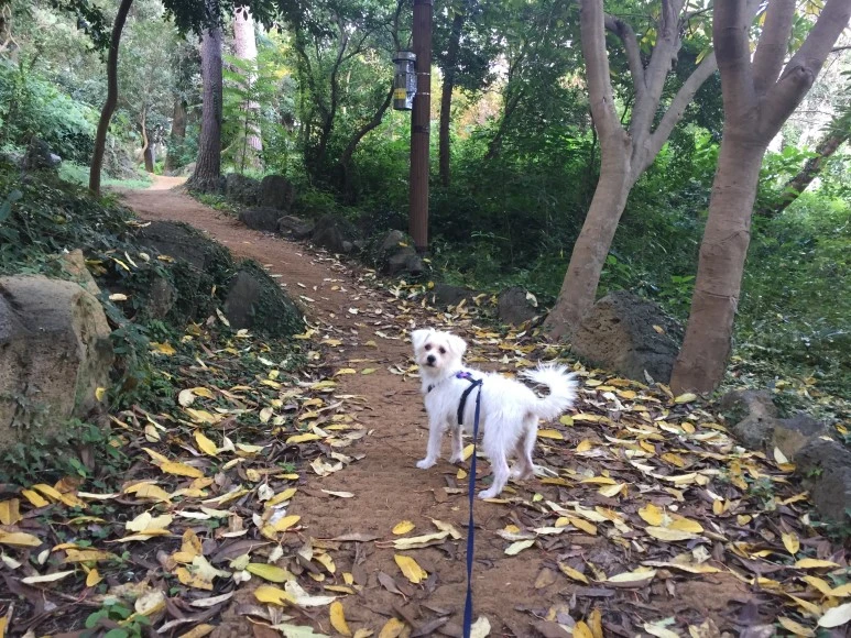 P20181018_085806330_B84057DC-DA9B-4D34-8FEE-387E0206C1CD.JPG?type=w773