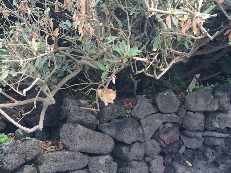 IMG_7420.JPG?type=w773