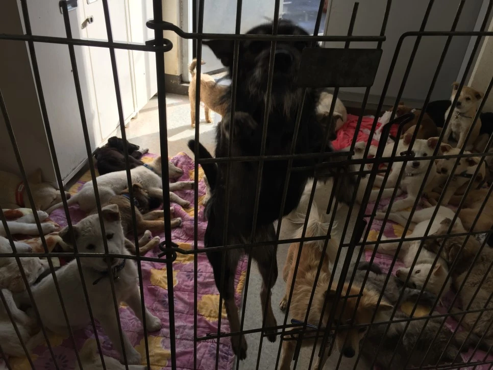 P20181129_142508839_B6F76033-1316-4897-8D81-51EF13E6F56F.JPG?type=w966