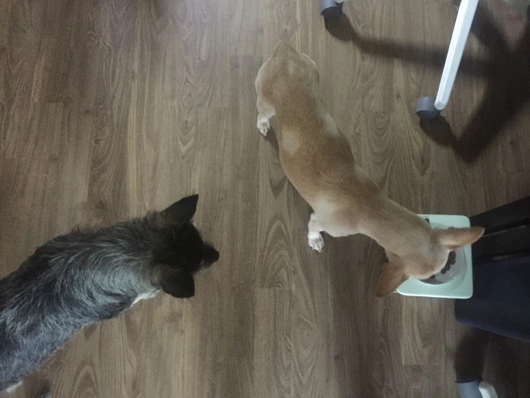 fullsizeoutput_cf4.jpeg?type=w773