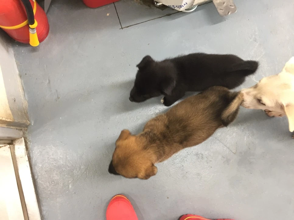 P20180927_133657293_D73567A2-3B19-4C80-AB1A-89AE9A5DD17F.JPG?type=w966