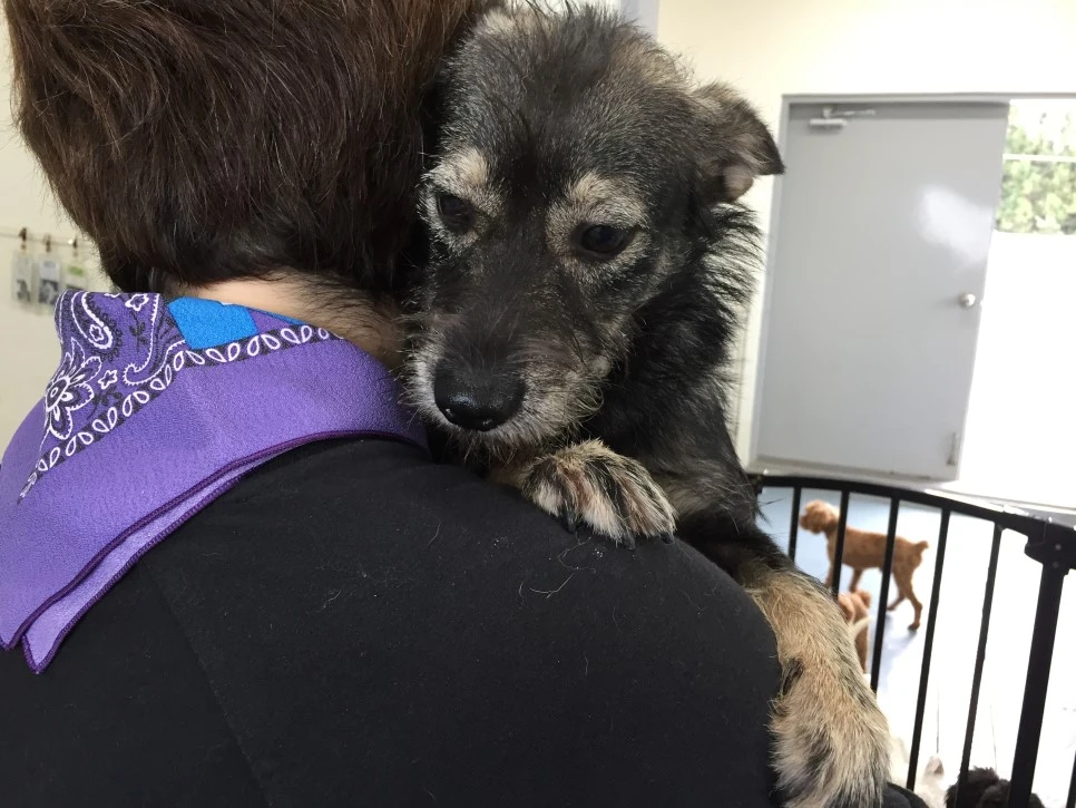 P20181013_114857652_E4972B2C-4A3C-4F38-8261-97180D59C4F1.JPG?type=w966