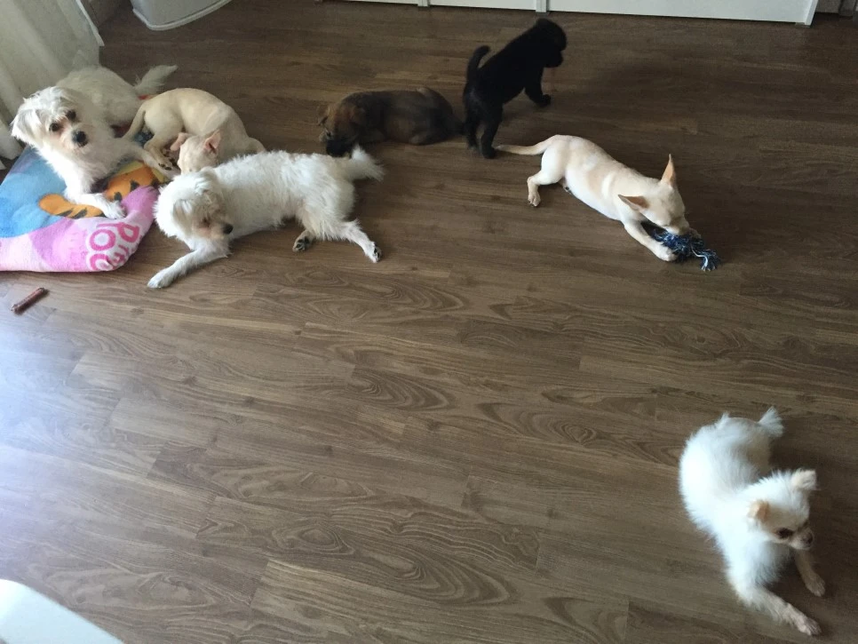 P20180925_074055569_13986717-9DF3-4745-8795-F5A29F29B3C6.JPG?type=w966