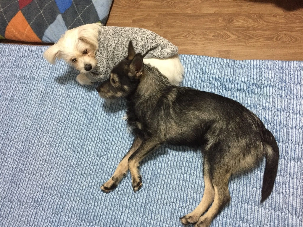 993C33495C15790F185367