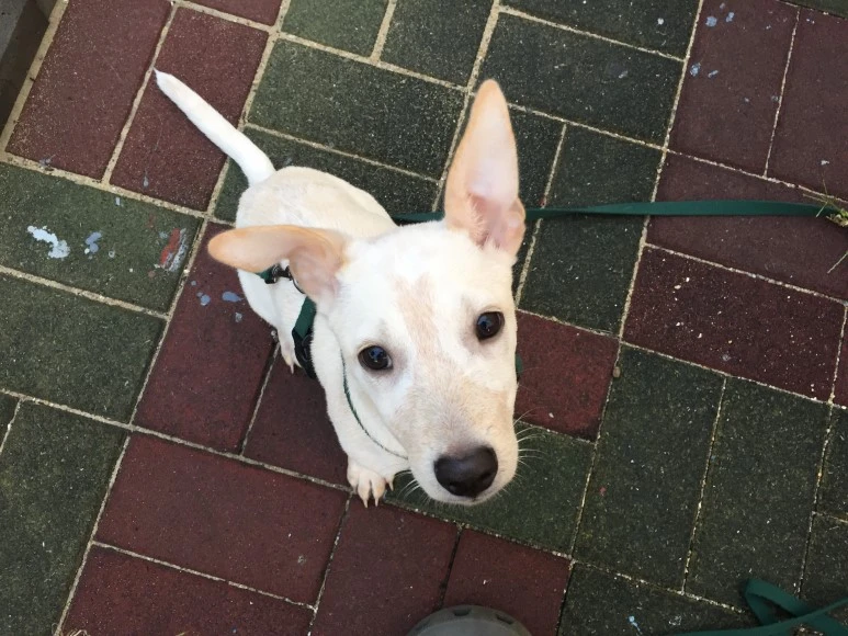 P20180926_175926375_A67C3730-C1DC-4BA9-BFD8-5A217B6CC3E6.JPG?type=w773