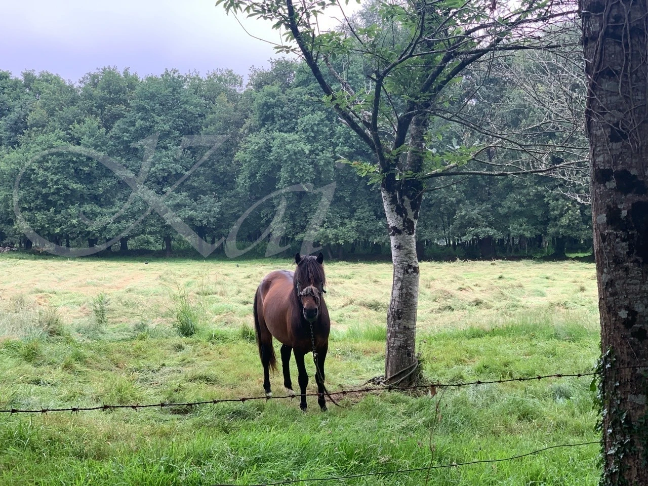 g_12fUd018svcjhghwl40hggb_wocx9r.jpg?type=e1920_std