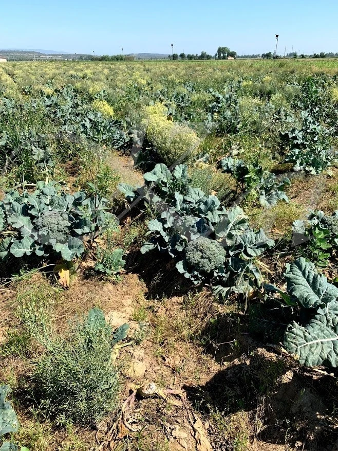 j_4bjUd018svclivcb69xjt2y_wocx9r.jpg?type=e1920_std