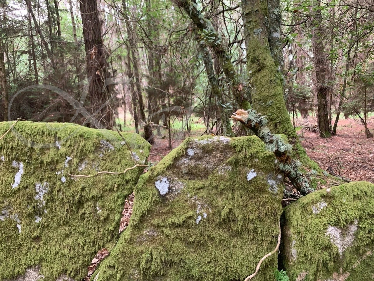 g_j2fUd018svcgkw7cl0596i_wocx9r.jpg?type=e1920_std