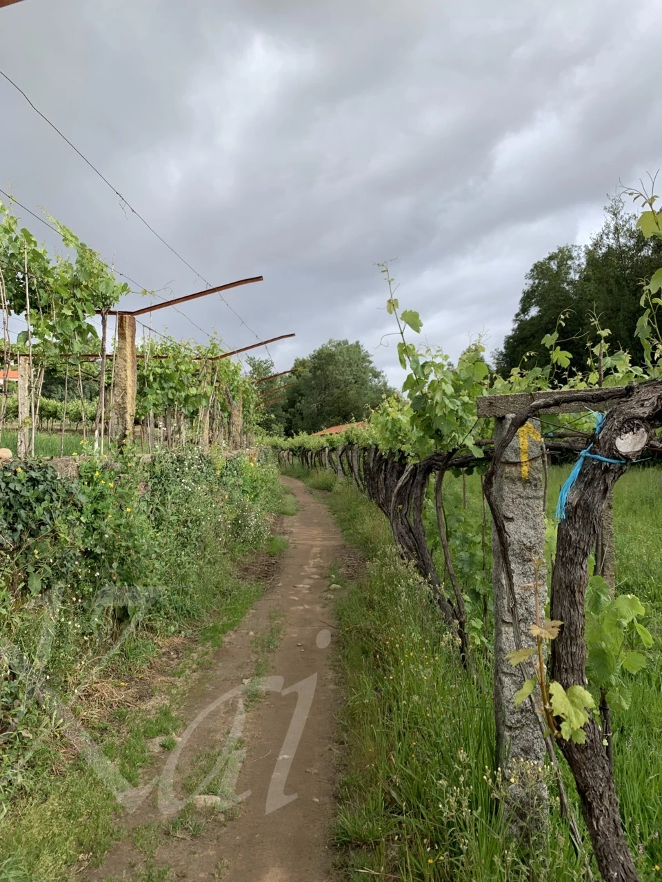 a_a56Ud018svc53jhquicf8hi_wocx9r.png?type=e1920_std