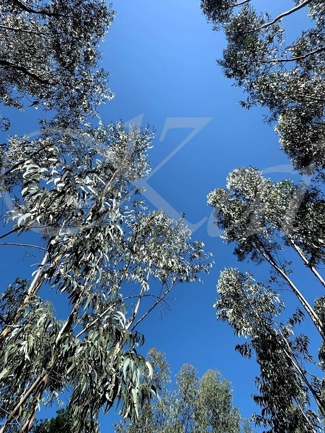 g_6c7Ud018svcvez3vhplv8w4_wocx9r.jpg?type=e1920_std