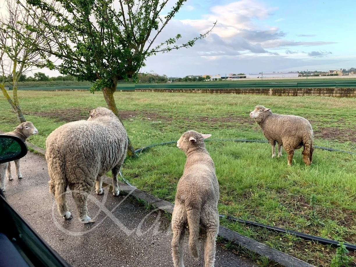 1LnqpHAlpmcpPMXY3v065k86I8Y