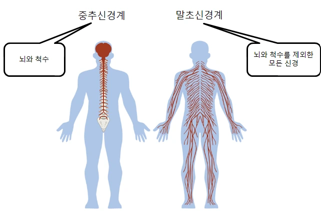 캡처_말초신경그림.PNG