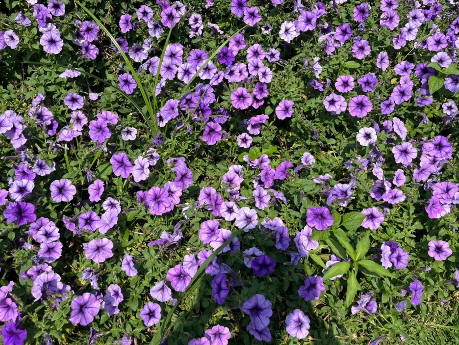 IMG_0341.JPG?type=w1