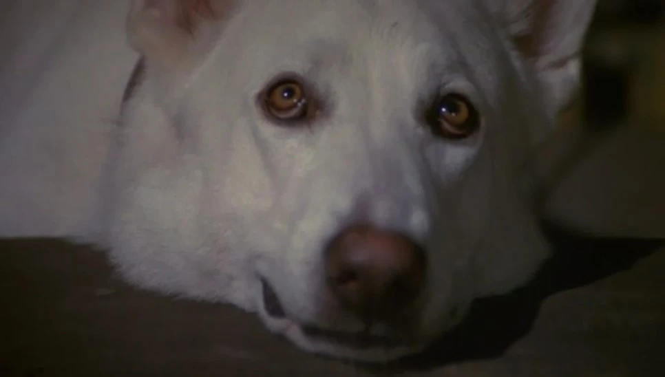 MV5BMGE0ZmM3YjgtMTRkYy00OGYyLWFhNmItNDVmNWY4MWNiY2Q5XkEyXkFqcGdeQXVyMjUyNDk2ODc._V1_.jpg?type=w966