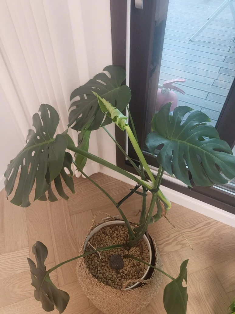 %EB%AA%AC%EC%8A%A4%ED%85%8C%EB%9D%BC6.jpg?type=w773