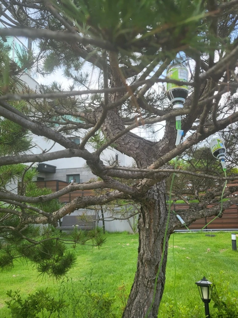 %EC%86%8C%EB%82%98%EB%AC%B4%EB%A7%81%EA%B2%94%EC%A3%BC%EC%82%AC.jpg?type=w773