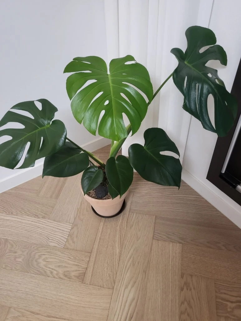 %EB%AA%AC%EC%8A%A4%ED%85%8C%EB%9D%BC2.jpg?type=w773