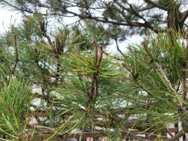 %EC%86%8C%EB%82%98%EB%AC%B4%EC%83%88%EC%88%9C%EC%95%88%EB%82%A82.jpg?type=w386