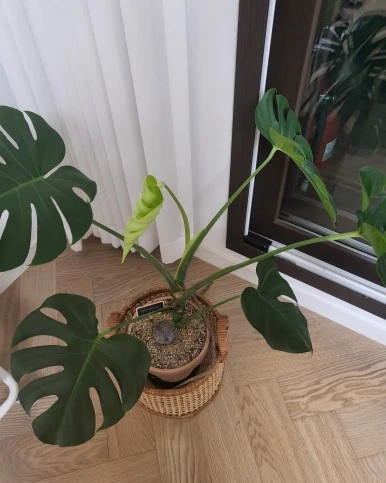 %EB%AA%AC%EC%8A%A4%ED%85%8C%EB%9D%BC4.jpg?type=w386