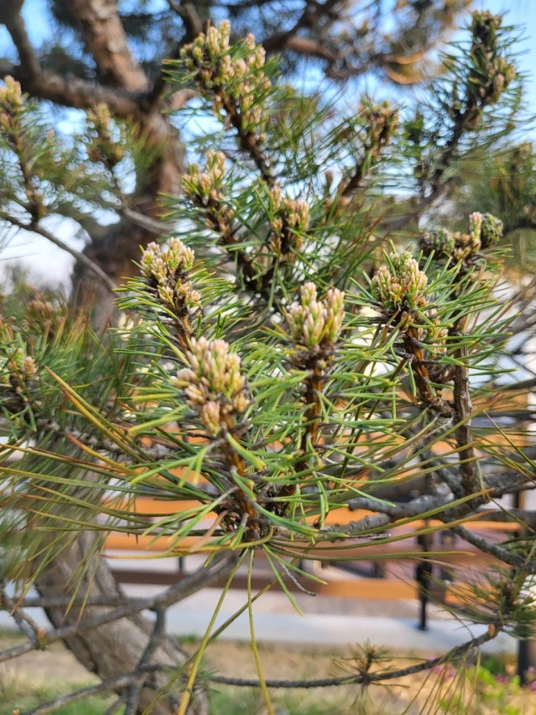 %EC%86%8C%EB%82%98%EB%AC%B4%EC%83%88%EC%88%9C%EB%82%A8.jpg?type=w773