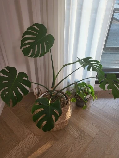 %EB%AA%AC%EC%8A%A4%ED%85%8C%EB%9D%BC5.jpg?type=w386