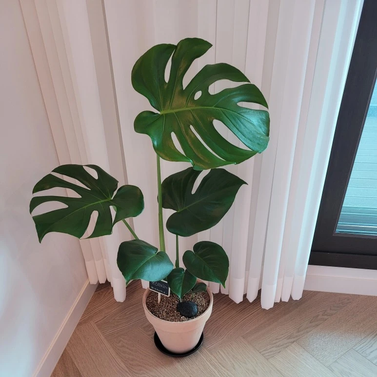 %EB%AA%AC%EC%8A%A4%ED%85%8C%EB%9D%BC1.jpg?type=w773