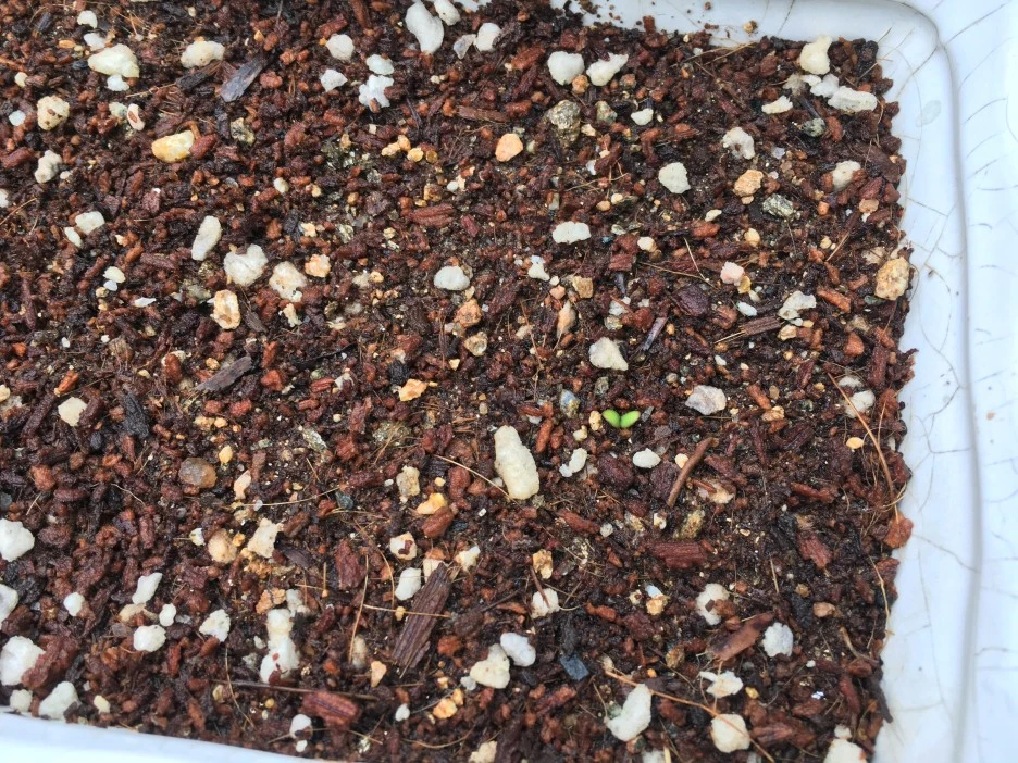 20210501_1215.JPG?type=w1