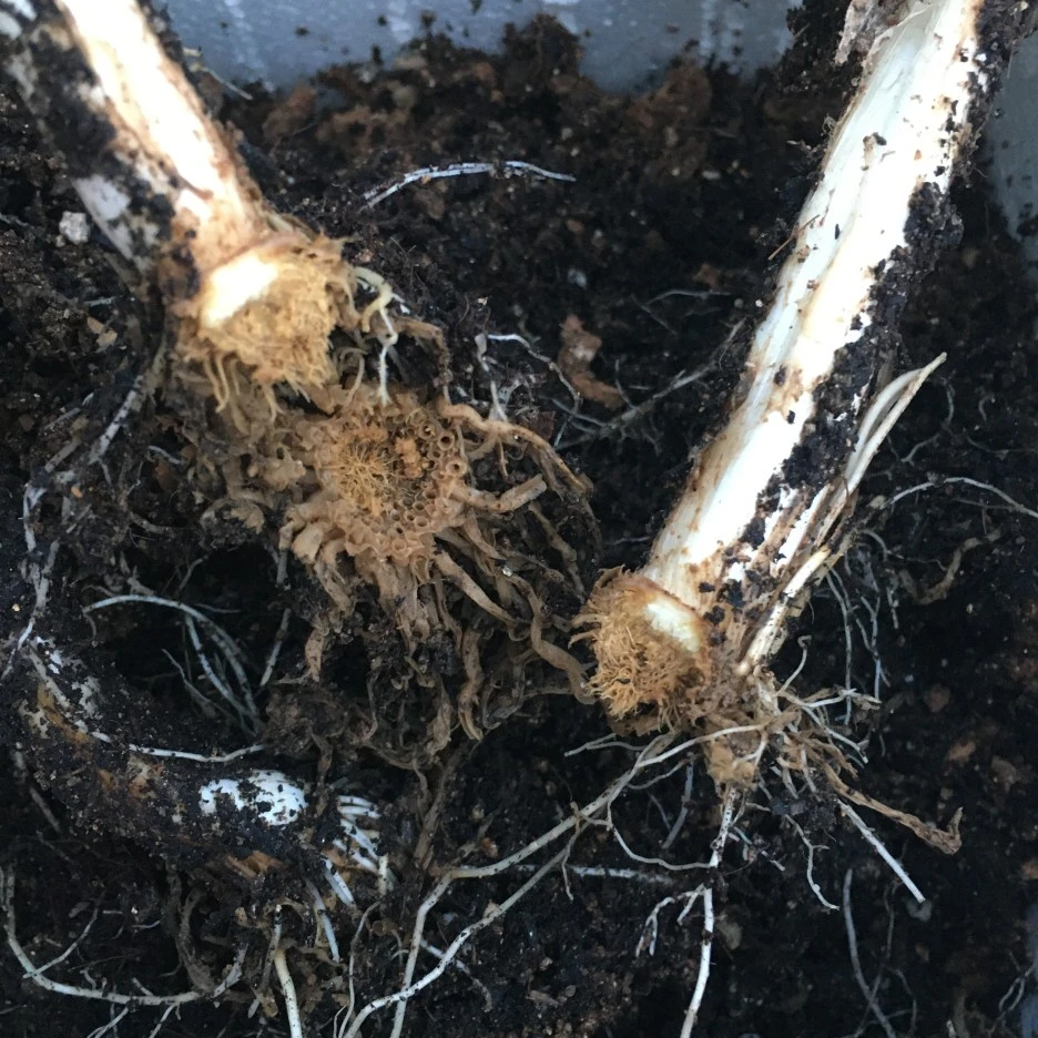 20210503_1292.JPG?type=w1