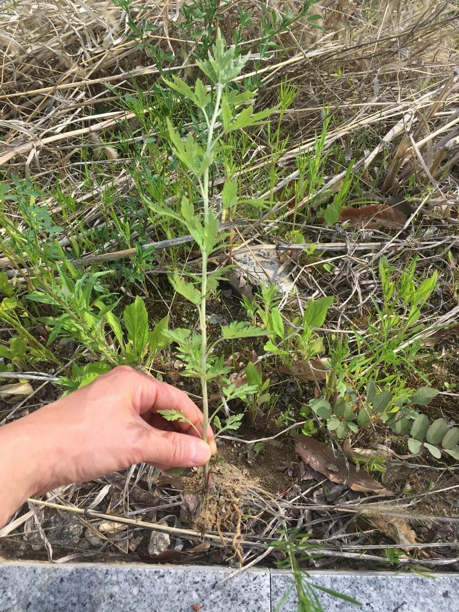 20210511_1382.JPG?type=w1