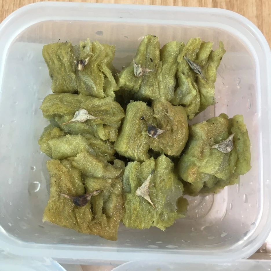 20210403_0531.JPG?type=w1