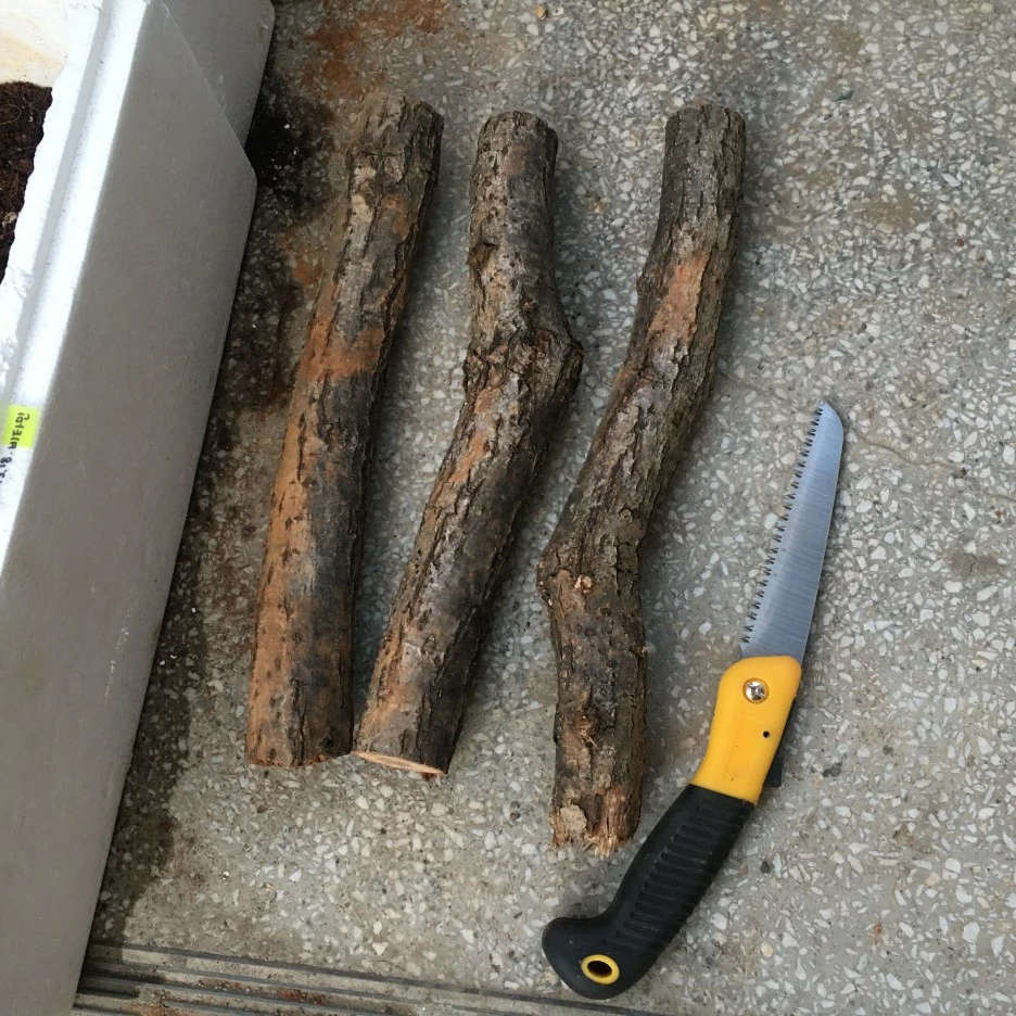 20210324_0279.JPG?type=w1