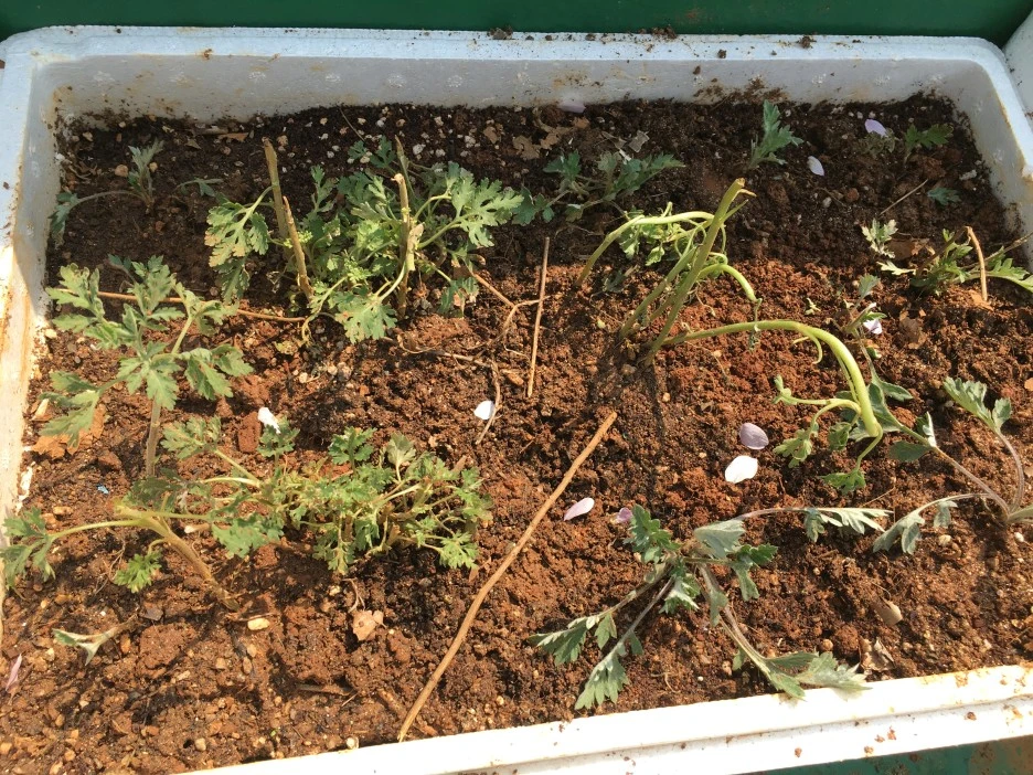 20210410_0706.JPG?type=w1