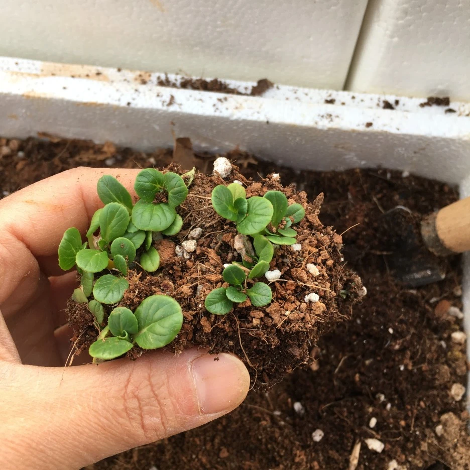 20210428_1165.JPG?type=w1