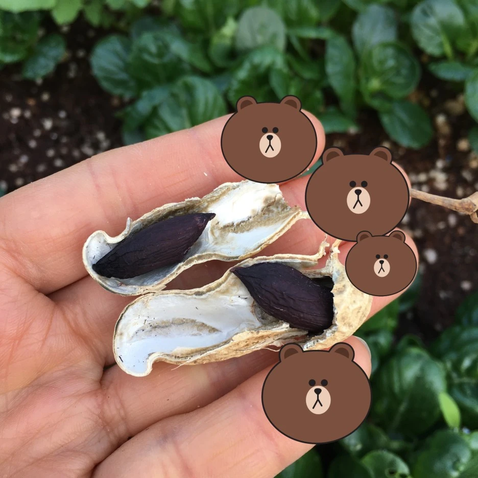 SE-f8e0c965-898c-4a55-9936-08fb2ebd8a25.jpg?type=w1