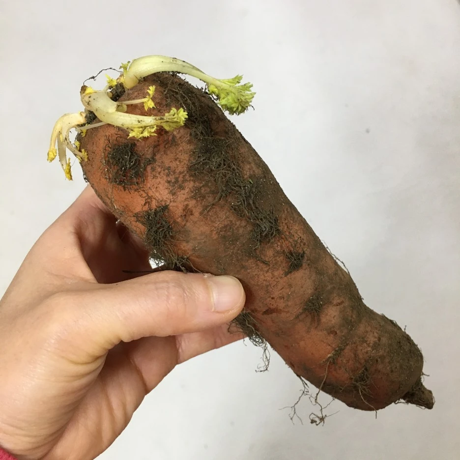 20210403_0521.JPG?type=w1