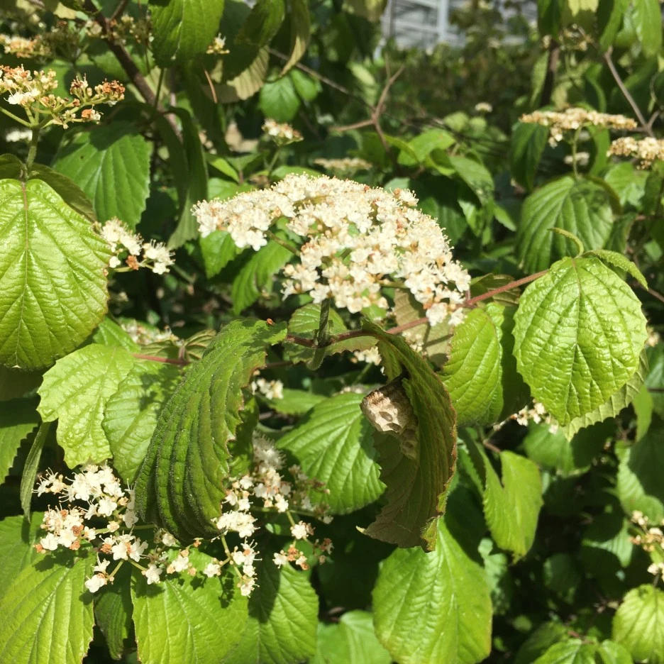 20210524_1887.JPG?type=w1