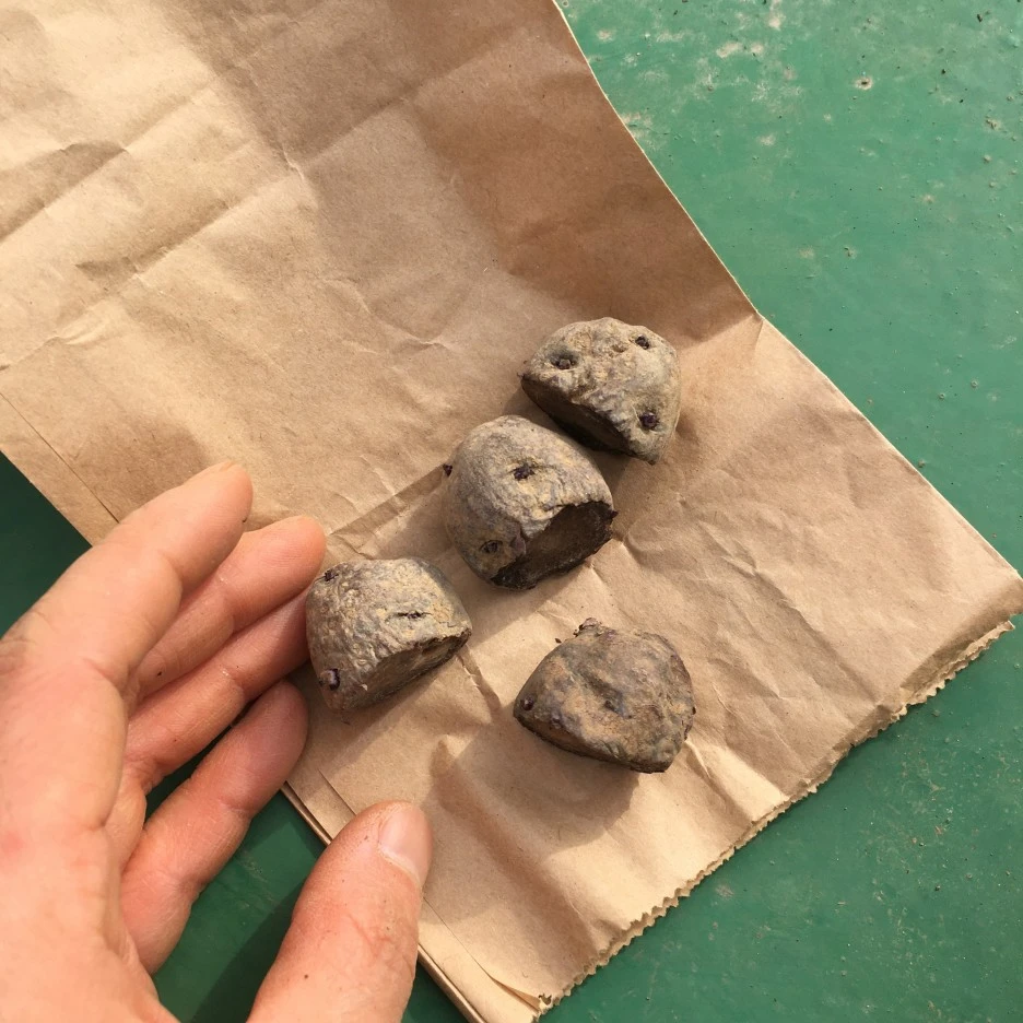 20210401_0468.JPG?type=w1