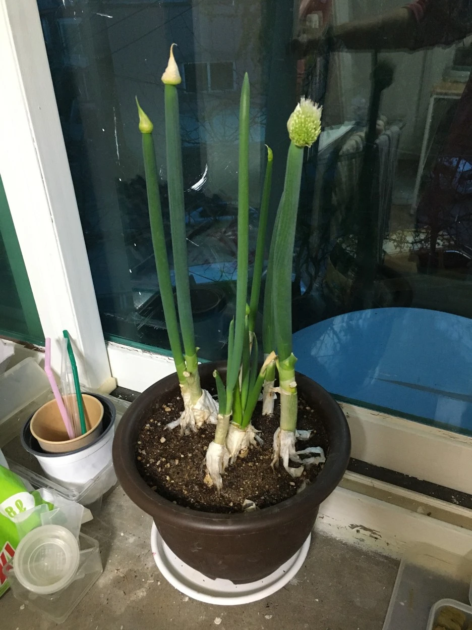 20210408_0595.JPG?type=w1