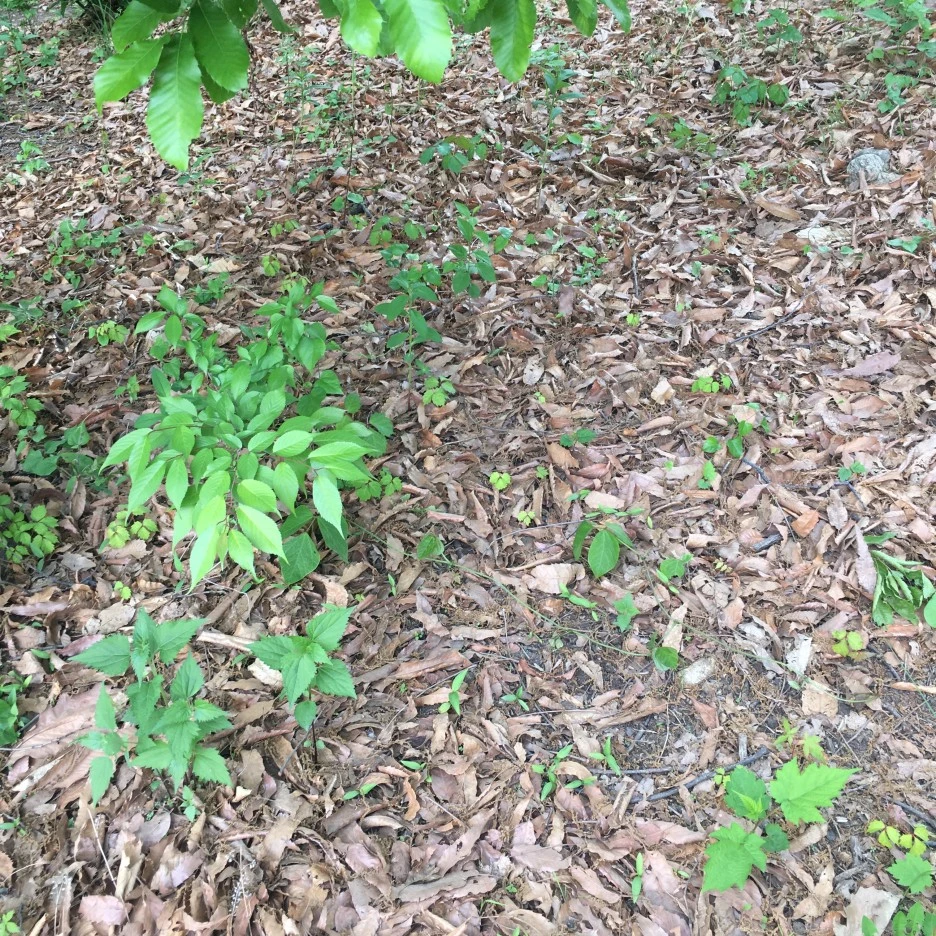 20210511_1385.JPG?type=w1